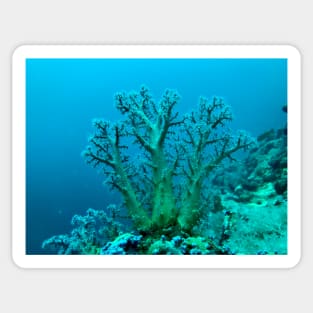 coral and coral reef Sticker